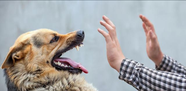 藏獒咬死主人:走路上被恶狗袭击，打狗头可以自救吗它的弱点在哪里