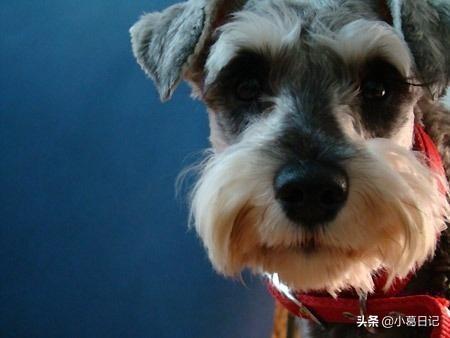星期狗是什么意思:星期猫星期狗是什么意思 为什么有些宠物店有很多“星期狗”？