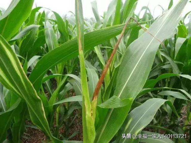 软腐病:为什么温度低于20度了，兰花还会出现茎腐和软腐病？
