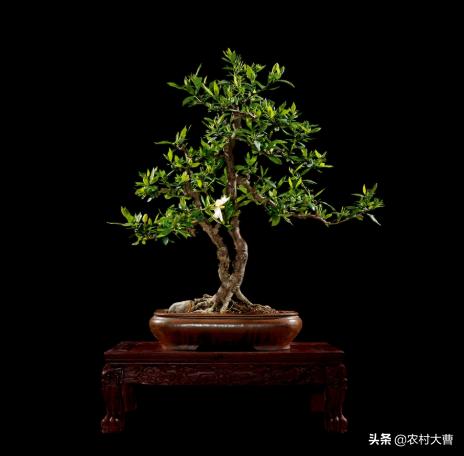 栀子花叶黄了,怎么救治？