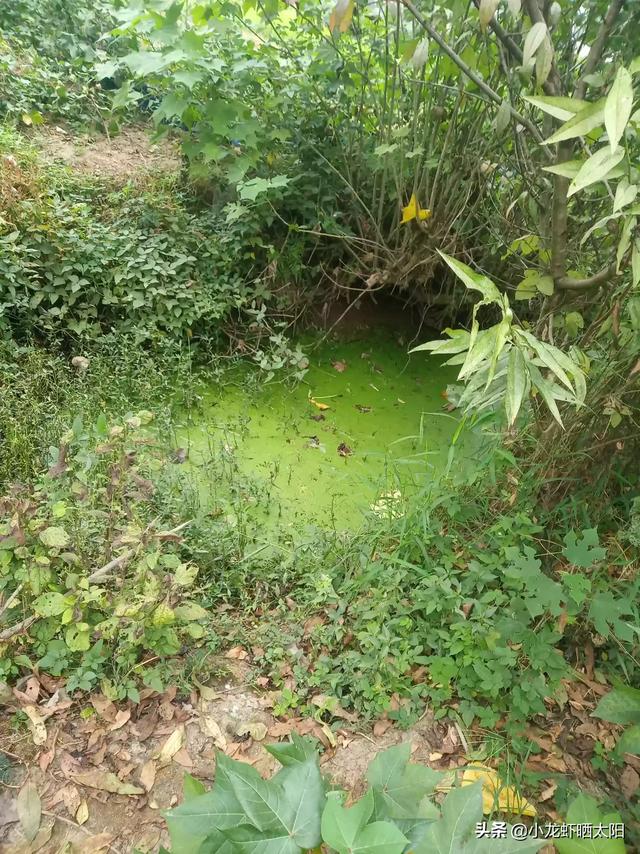 水草能在火山石生长么?:水草可以提高小龙虾生长品质吗？