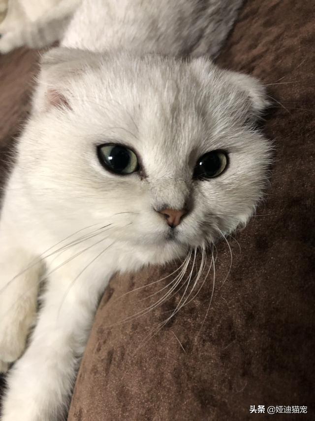 家猫品种哪种好看些:什么猫适合家养，要可爱，温顺不会抓家具的？