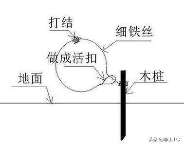 酥菲灵毒二代:农村田地里的野鸡损害庄稼，农民怎么办？