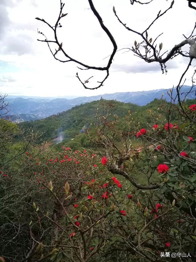 石斛图片,石斛的种类包括哪些？作用各有何不同？