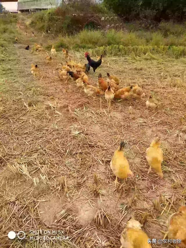 散养鸡视频:散养鸡视频教学 放养土鸡喂什么比较好，怎样才叫正宗的土鸡？