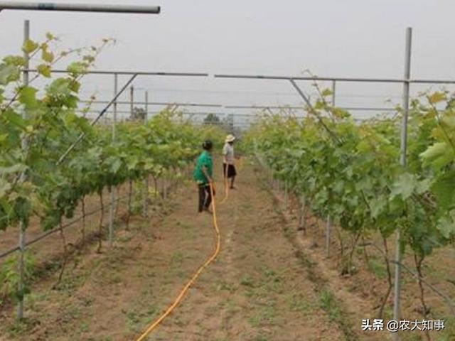 葡萄种植技术大全(葡萄的种植技术)