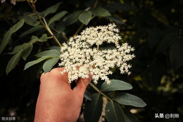 接骨木图片:接骨木是一种什么植物啊？