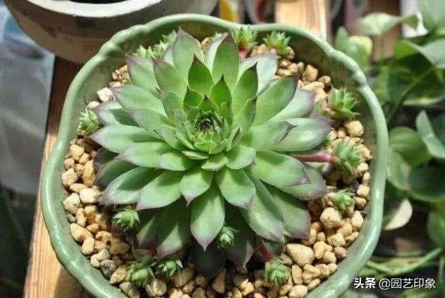 长生草属多肉植物图片:长生草属多肉 在网上买的多肉摊开了是怎么回事？
