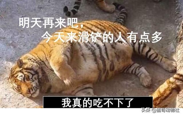 完达山一号东北虎:吉林男子野外遇东北虎，它实力有多强，滑铲能躲避攻击么？
