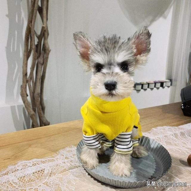 波士顿梗犬的缺点:雪纳瑞怎么样，缺点多不多？