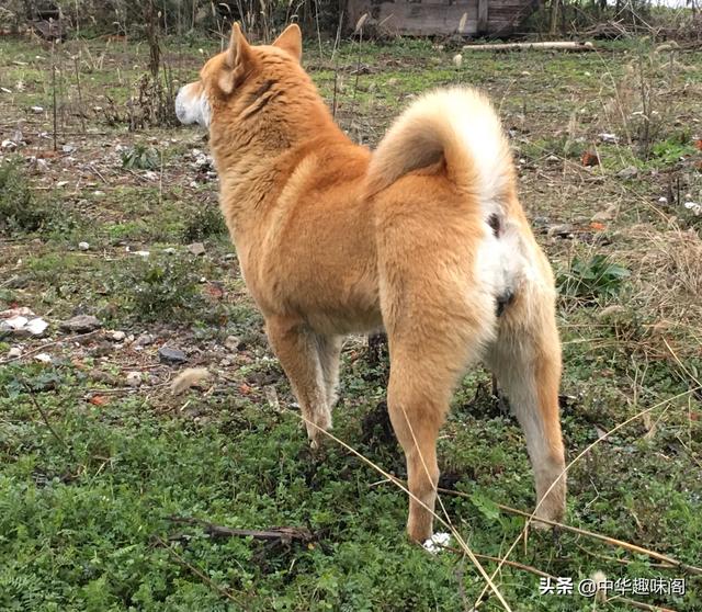 中华田园犬为什么禁养:如何看待安徽合肥拟禁养中华田园犬等将近40种犬种？