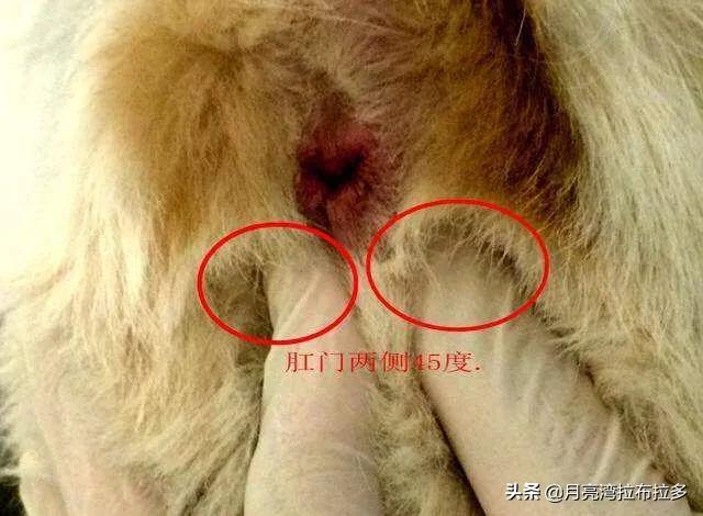 挤肛门腺了:如果不帮狗狗挤肛门腺会有哪些后果？