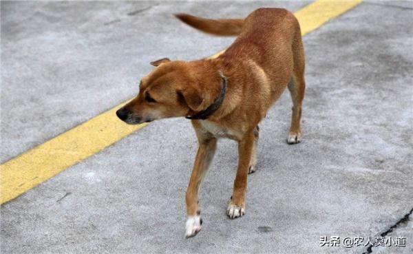 叶璇宠物狗:农村的土狗很多东西吃了都没事，而一些宠物犬吃点就吃坏了为什么