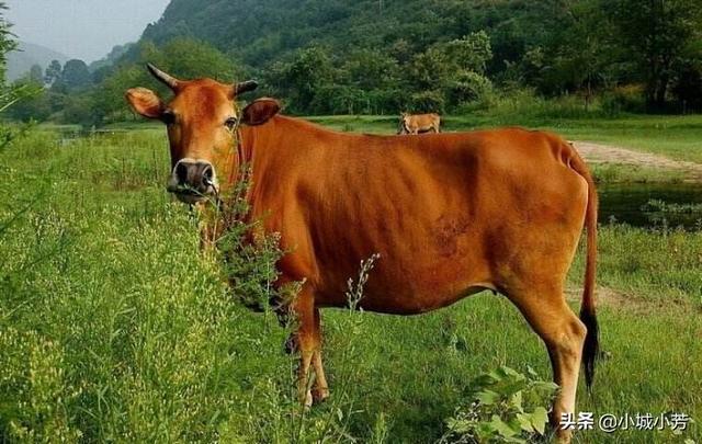 养牛知识与预防:肉牛怎么养殖？需要注意什么？