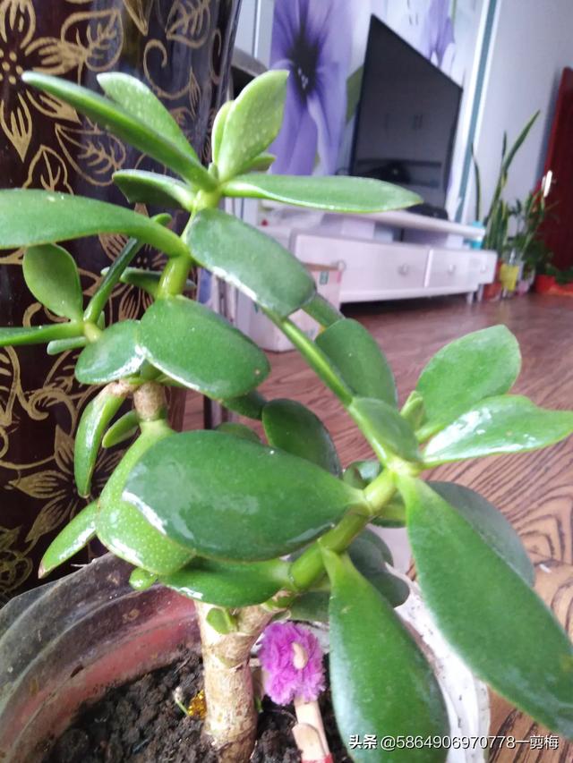 玉树养成盆景的几个技巧，为什么有人养在室内就容易挂掉呢？插图18