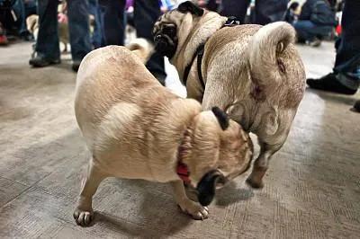 杜兵猎犬 袭击:狗狗一见面，为什么会先“闻屁股”？