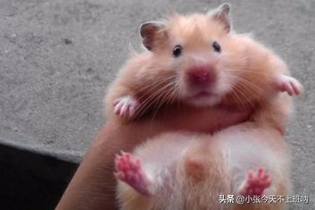 刚出生的小金丝熊怎么养:仓鼠金丝熊怎么养，养金丝熊要注意什么？
