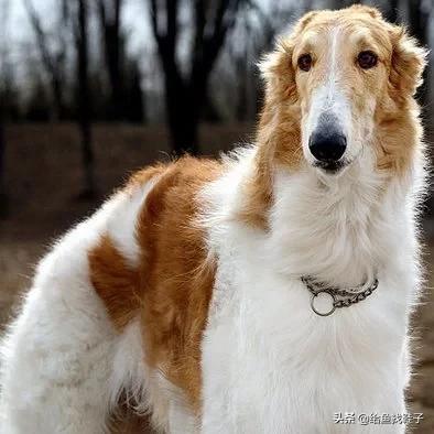 苏俄牧羊犬销售:苏俄猎狼犬与阿富汗猎犬哪种好？ 苏俄牧羊犬和苏格兰牧羊犬