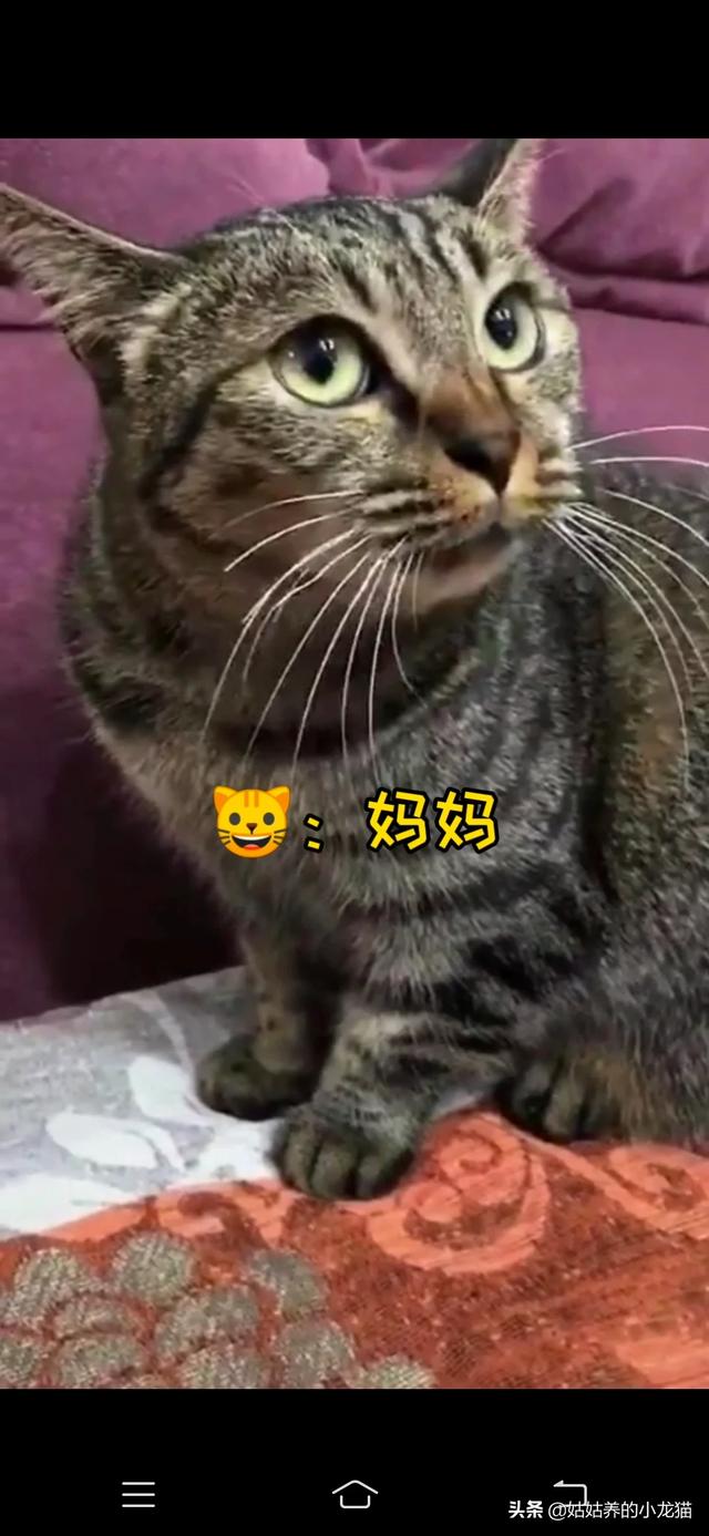 可爱的猫咪说课稿:猫是怎样发声的，为什么声音如此可爱？ 可爱的蚕宝宝说课稿