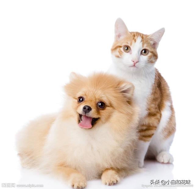 猫猫狗狗:养猫好还是养狗好？优缺点各是什么？ 猫猫狗狗awp