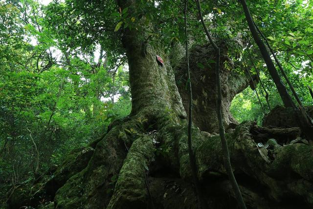 桢楠树80cm高需要几年:为什么没人种植金丝楠木？