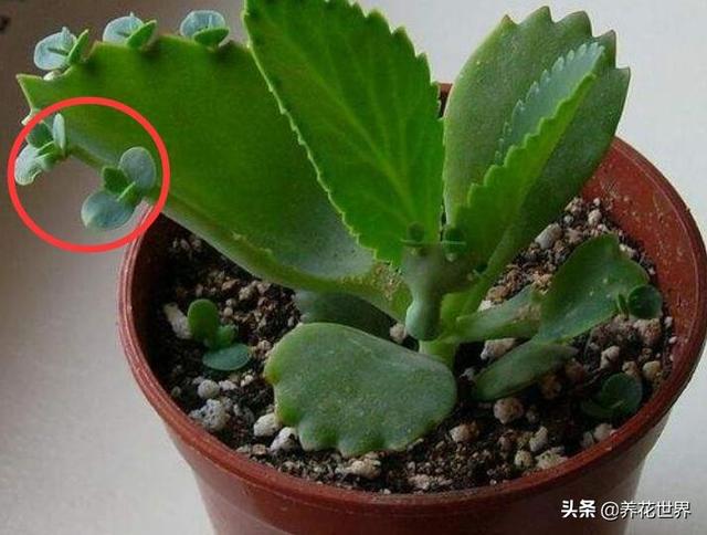 有哪些怎么折腾都不会死的绿植？