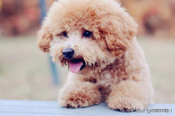 泰迪熊狗:泰迪熊犬打疫苗应该注意什么？
