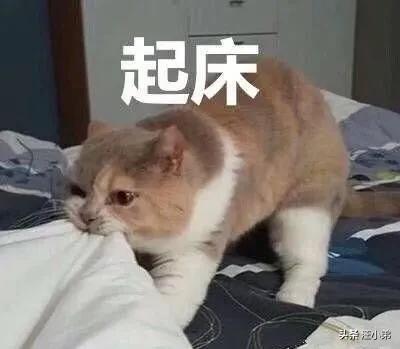 为什么猫咪能像液体一样缩小在小盒子里:猫咪把你当成父母会有什么迹象？