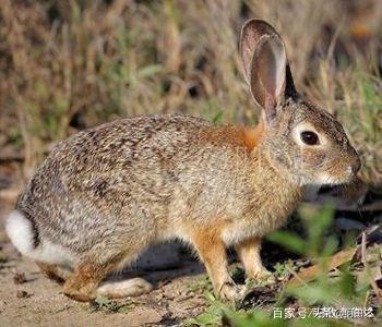 兔子品种介绍及图片:比利时野兔好养吗？野兔和比利时野兔有什么关系？