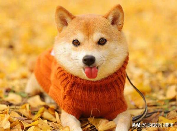 柴犬幼崽,柴犬幼崽不停叫怎么回事？