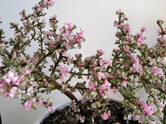 多肉大和锦根能长多粗:多肉叶片大小不匀称，一边大一边小是怎么回事？该怎么解决？