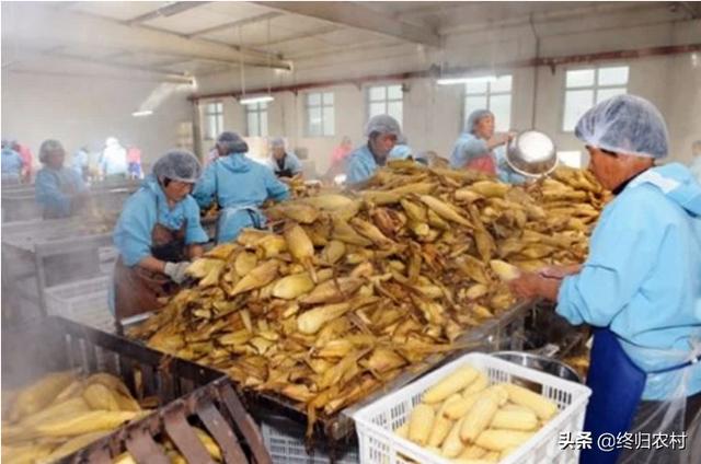 想在农村投资10-20万开个加工厂,雇佣10个帮工,做什么产品有前景？