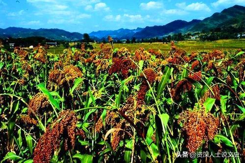 大街上高价收购茅台等名贵酒的人，他们的目的是什么？插图21