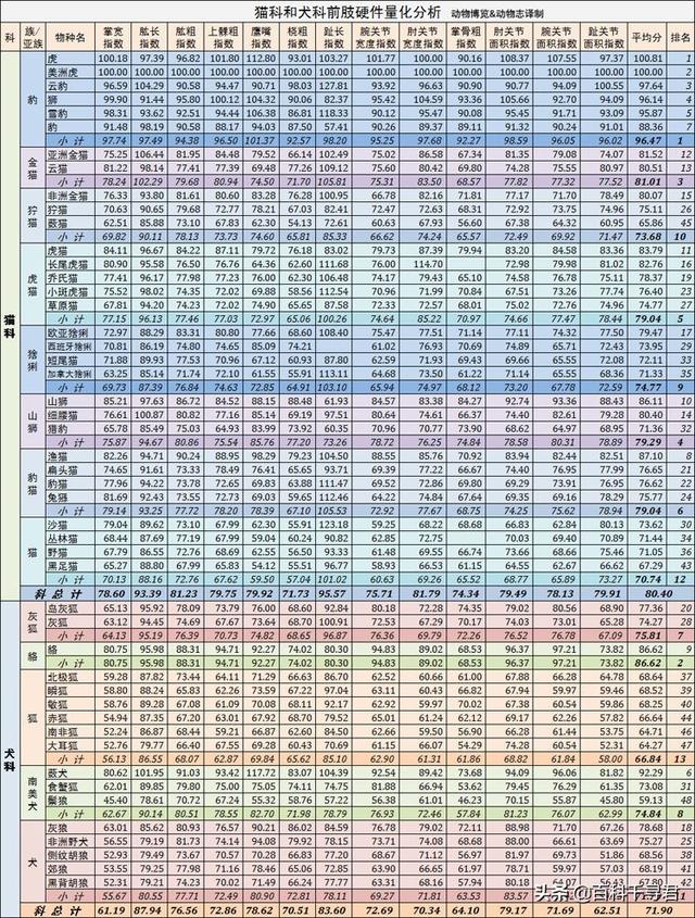 阿根廷杜高vs狮子:雄性美洲豹能否打赢雌性老虎和狮子？