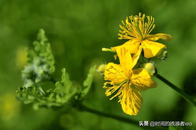 头条问答 什么是长日照植物和短日照植物 怎样区分 4个回答
