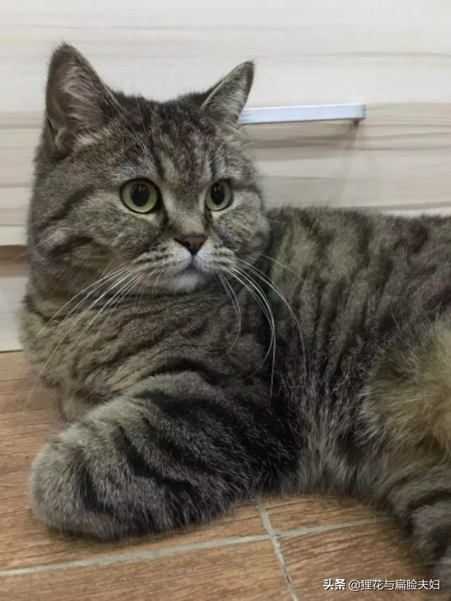 猫猫:猫咪最渴望主人摸它哪些部位？ 猫猫头像