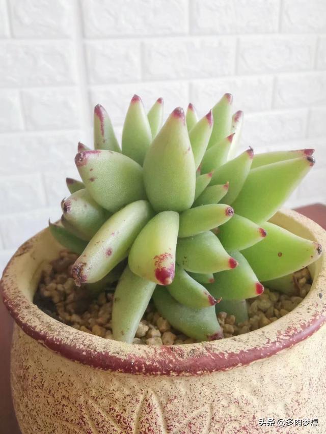 头条问答 刚买的多肉植物怎么养 两个四厘米高 多肉梦想的回答 0赞
