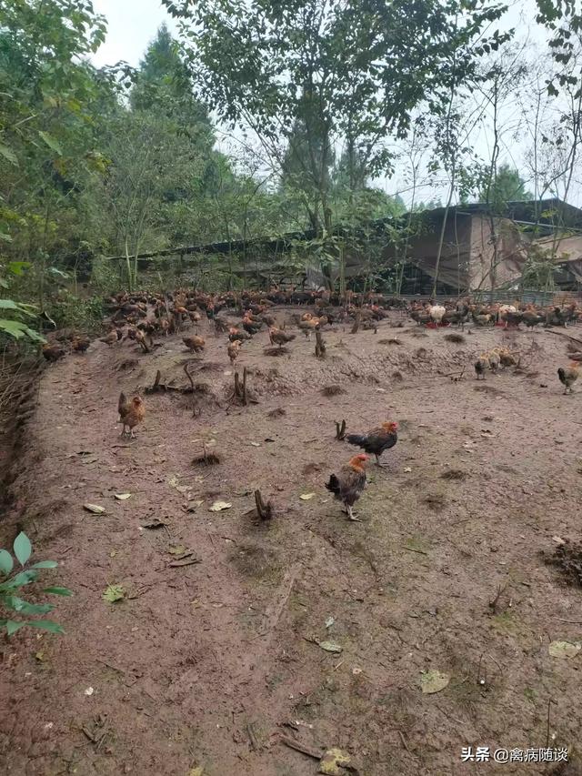 散养土鸡的鸡舍建造:散养鸡舍怎样设计可以提高生产效率？