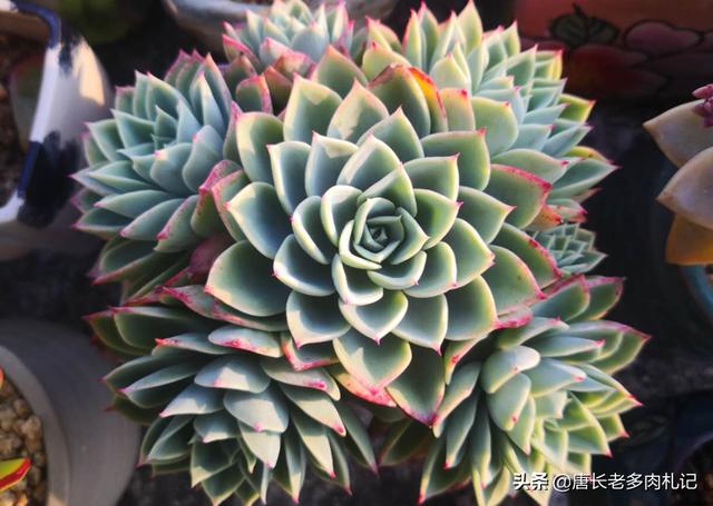 虹之玉锦:虹之玉开花了，该怎么养？