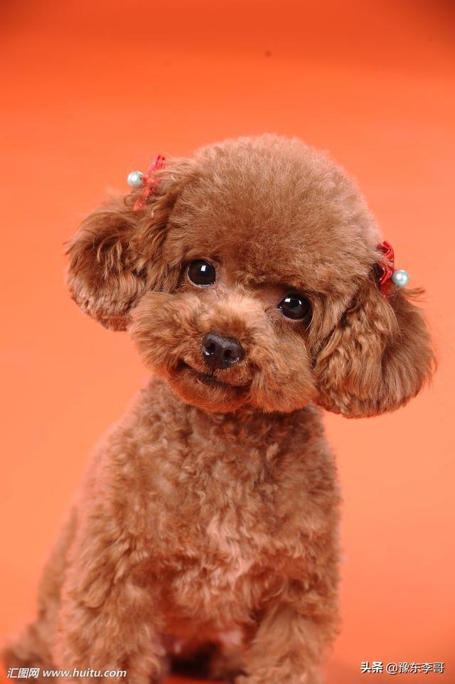 头条问答 - 宠物狗泰迪多少钱一只?(5个回答)