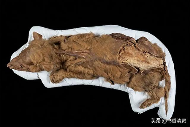 冰川里发现龙的干尸，北极地区不断发现古生物遗骸！这是不是什么灾难的预兆