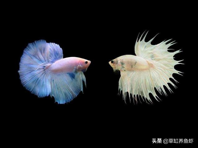 叉尾斗鱼:泰国斗鱼为什么会一直张着尾巴？