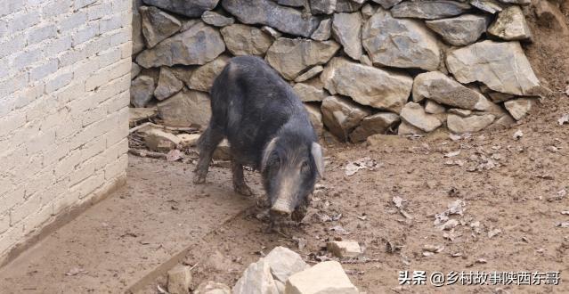 五指山香猪养殖基地:和合作社养香猪有前景吗？