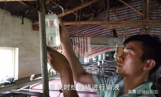 托拉菌素水针剂厂家:羊的驱虫药能两种一起用吗？要注意什么？
