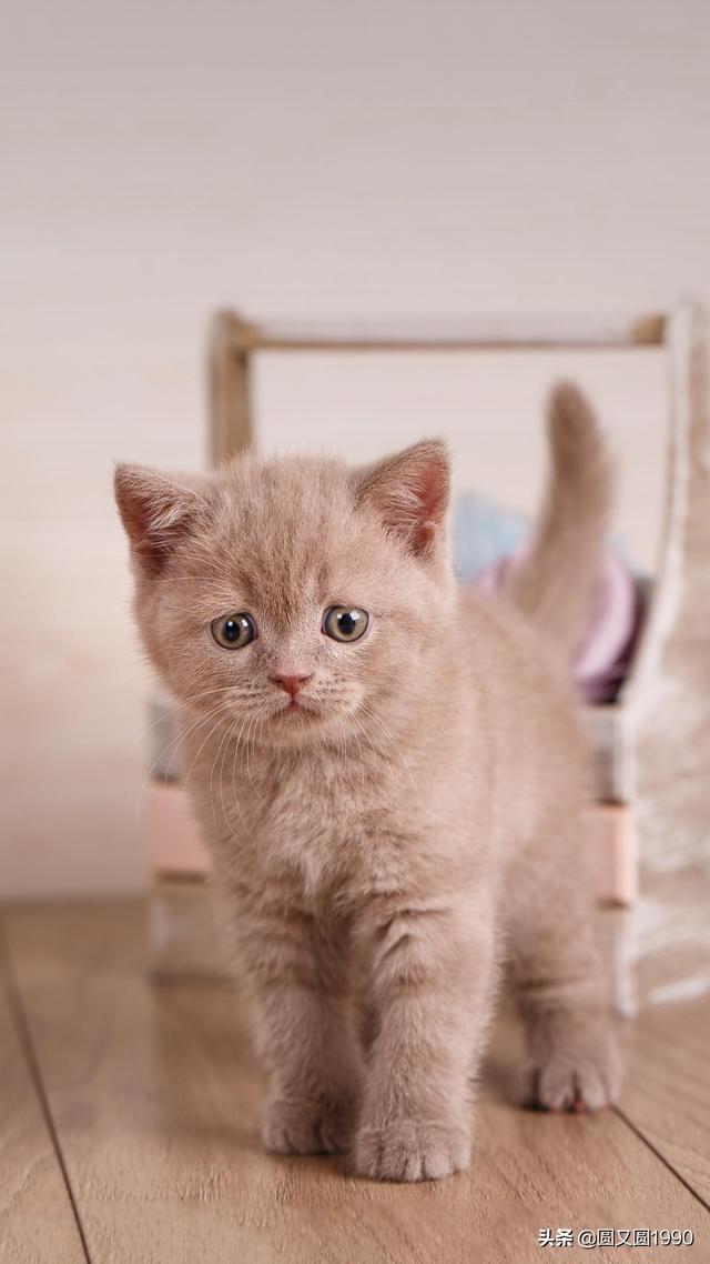 出售西伯利亚猫:家养自繁小猫咪怎么出售？