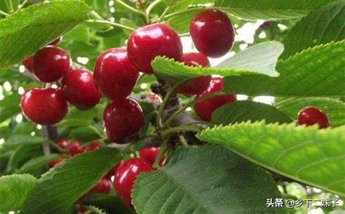 樱桃树干留焦十大名狗怎么治:冬季怎样消灭樱桃桑白蚧？