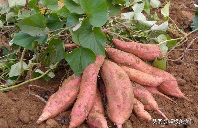 头条问答 - 有没有生长在地下的果实?(15个回答)