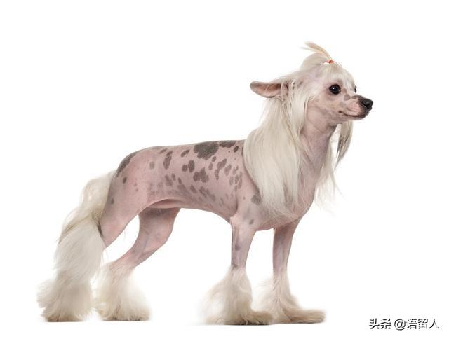 带狗的成语:带狗的成语褒义词 为什么成语有狗屁不通这个词？是形容什么的？