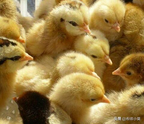 鸡球虫疫苗怎样储存:饲料鸡买回来先做什么预防？