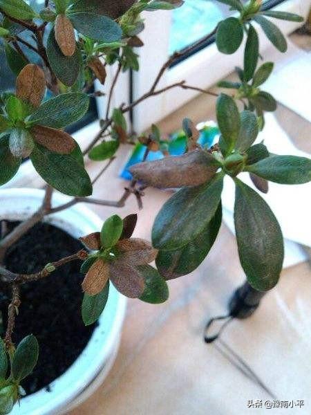 盆栽杜鹃花夏天怎么养:盆栽杜鹃花怎么养家庭养法 我养的杜鹃近五天叶了突然开始有褐斑、干枯等问题，怎么回事？